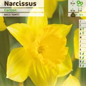 Narcisse trompette 'Carlton'